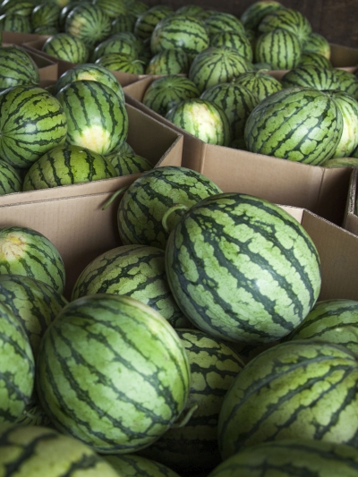 Выращивание бахчевых культур