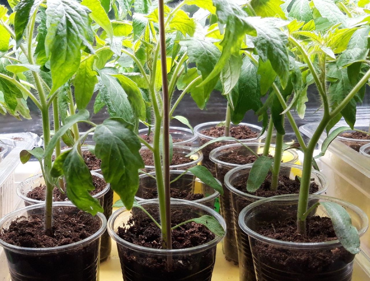 Продажа саженцев