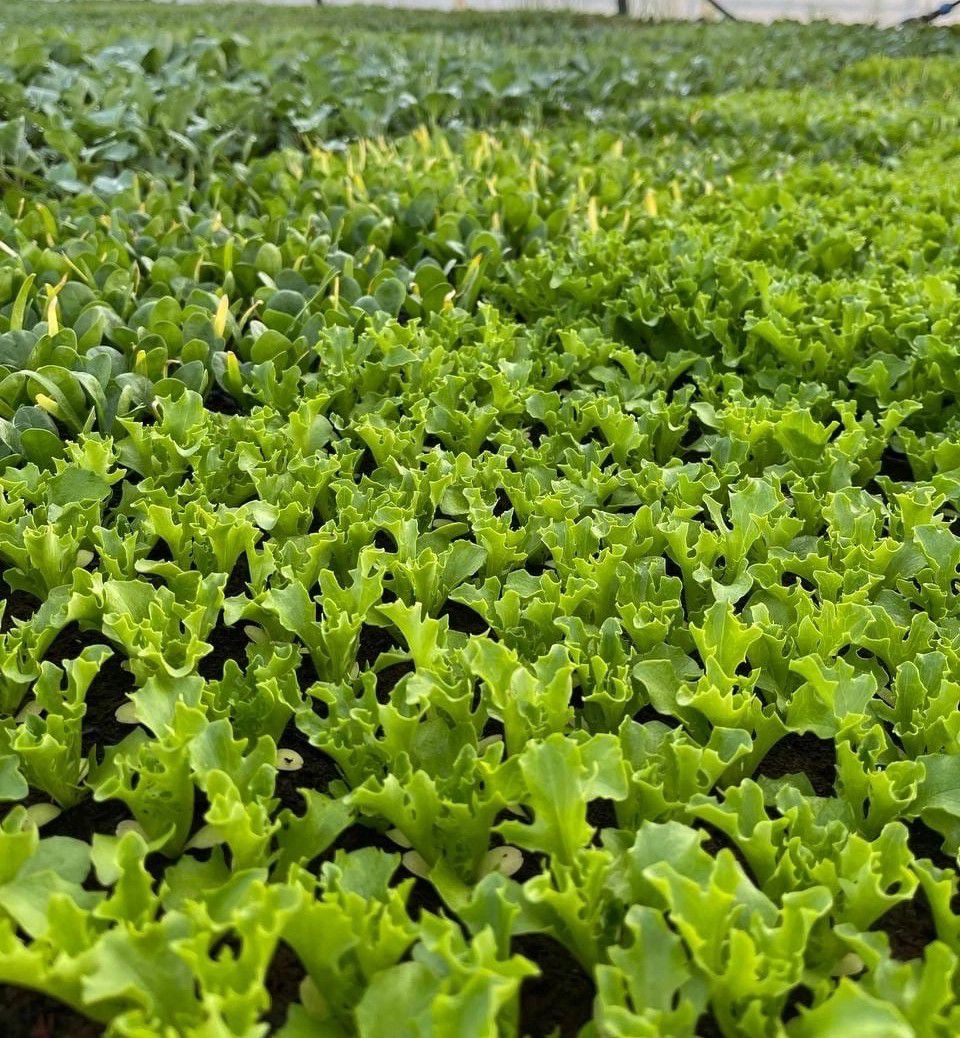 Продажа саженцев