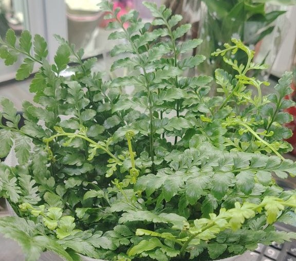 Продажа семян овощей, цветов, рассады