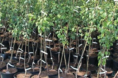 Саженцы яблонь