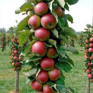 Саженцы яблонь