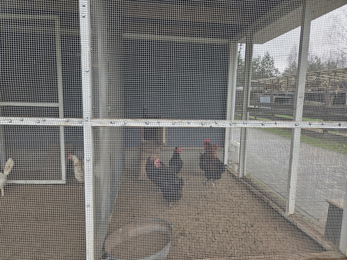 Изображение из списка