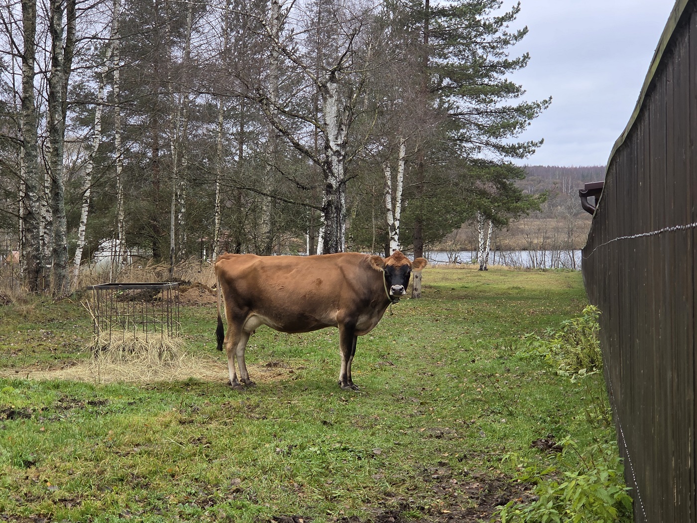 Изображение из списка