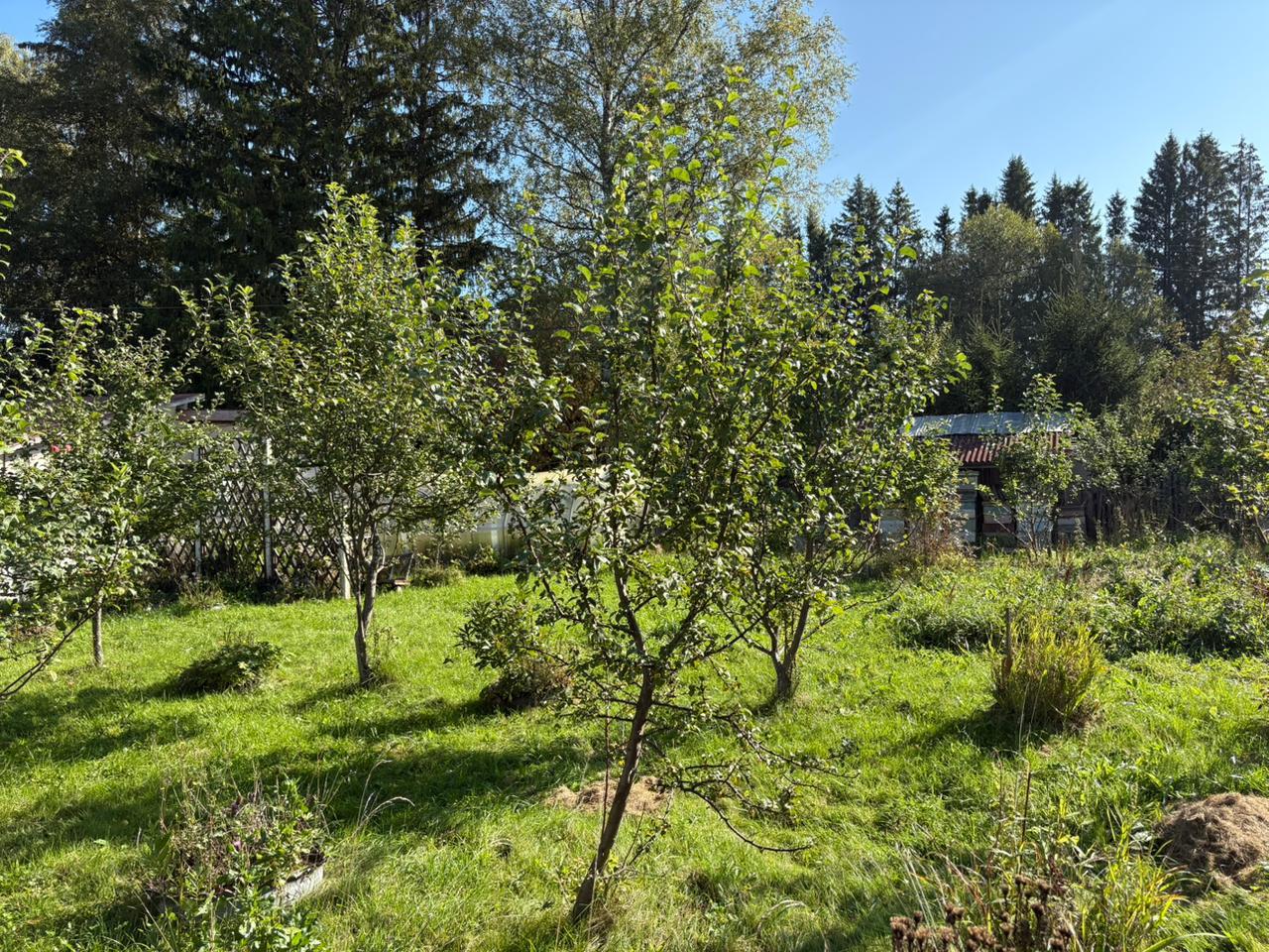 Изображение из списка