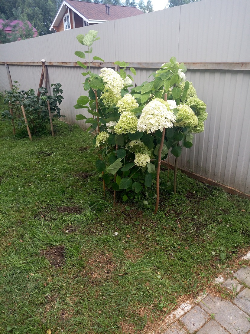 Изображение из списка