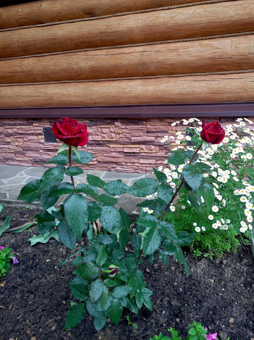 Изображение из списка