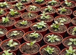 Продажа и доставка семян и саженцев