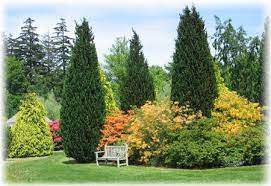 Продажа и доставка деревьев и кустарников