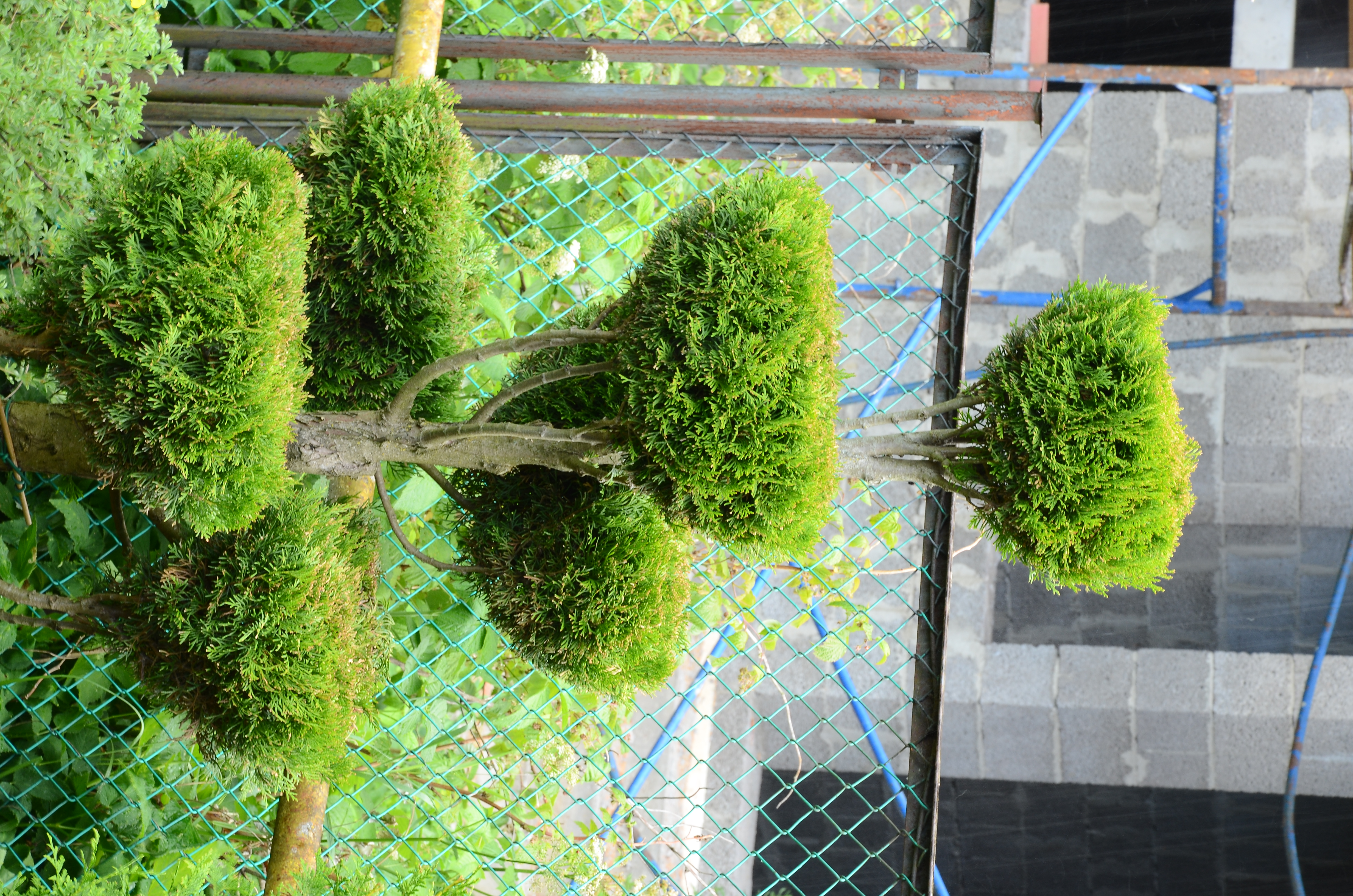 Арбористика, уход за деревьями и кустарниками