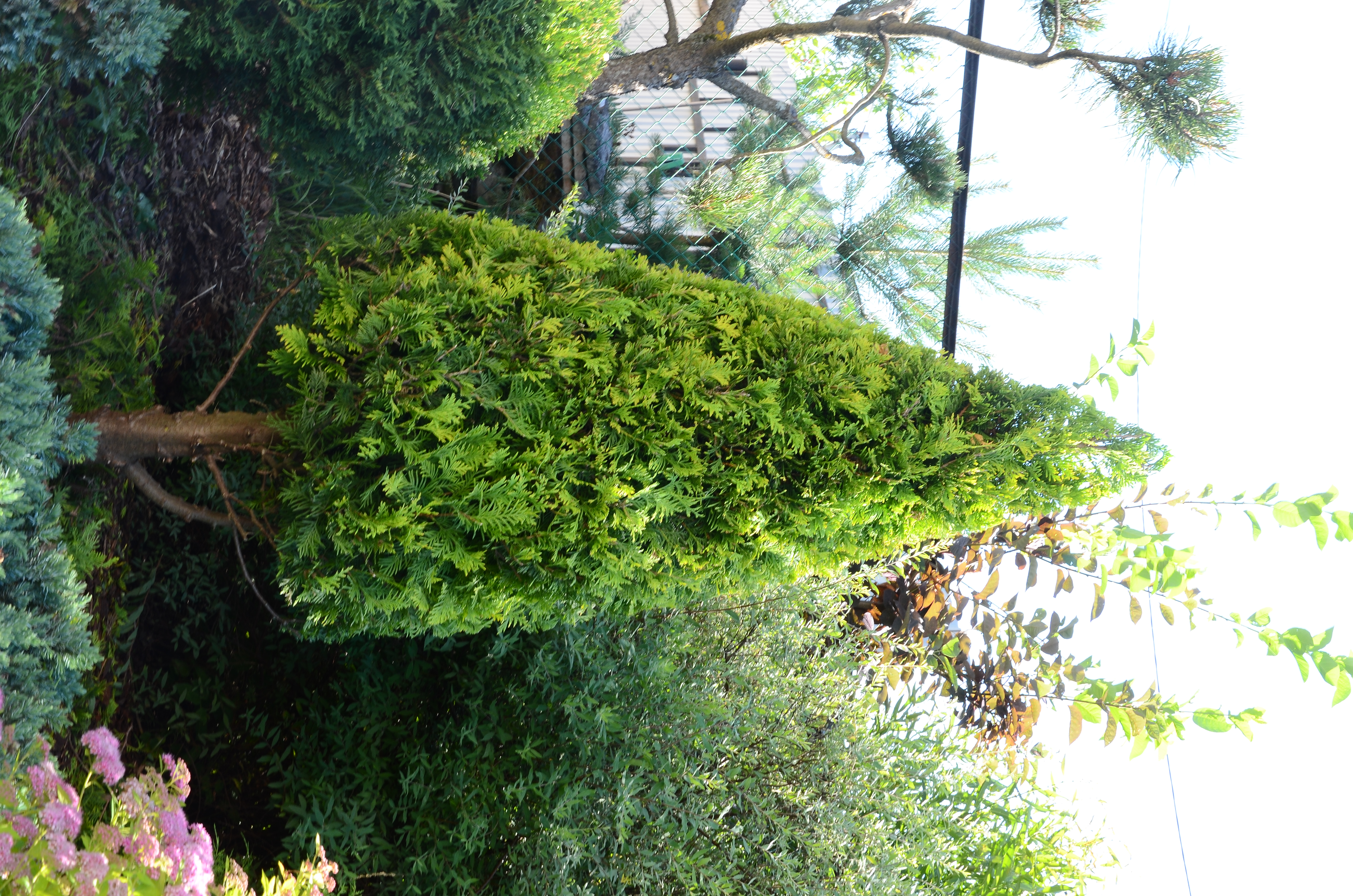 Арбористика, уход за деревьями и кустарниками