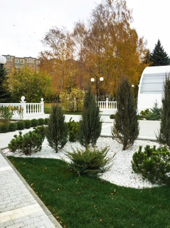 Деревья и кустарники