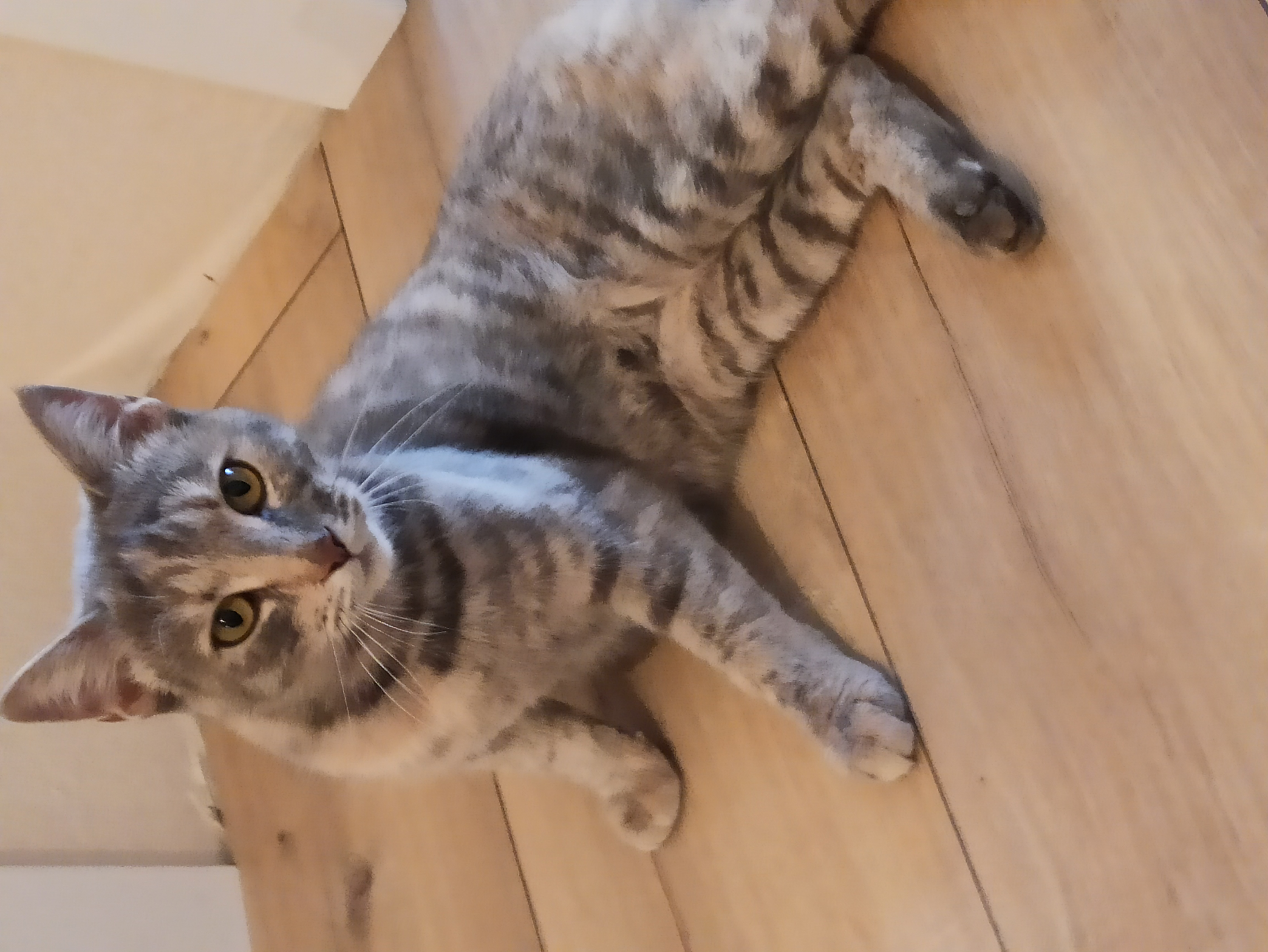 Лечебные корма и добавки