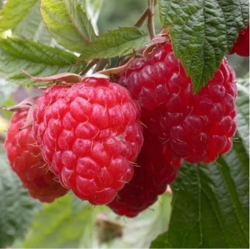 Саженцы малины