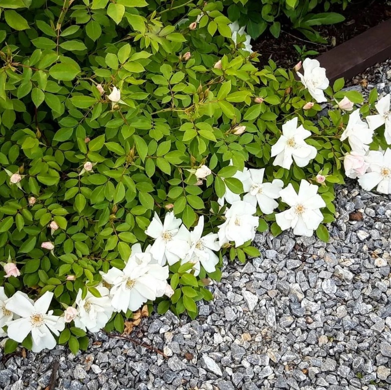 Ландшафтное проектирование