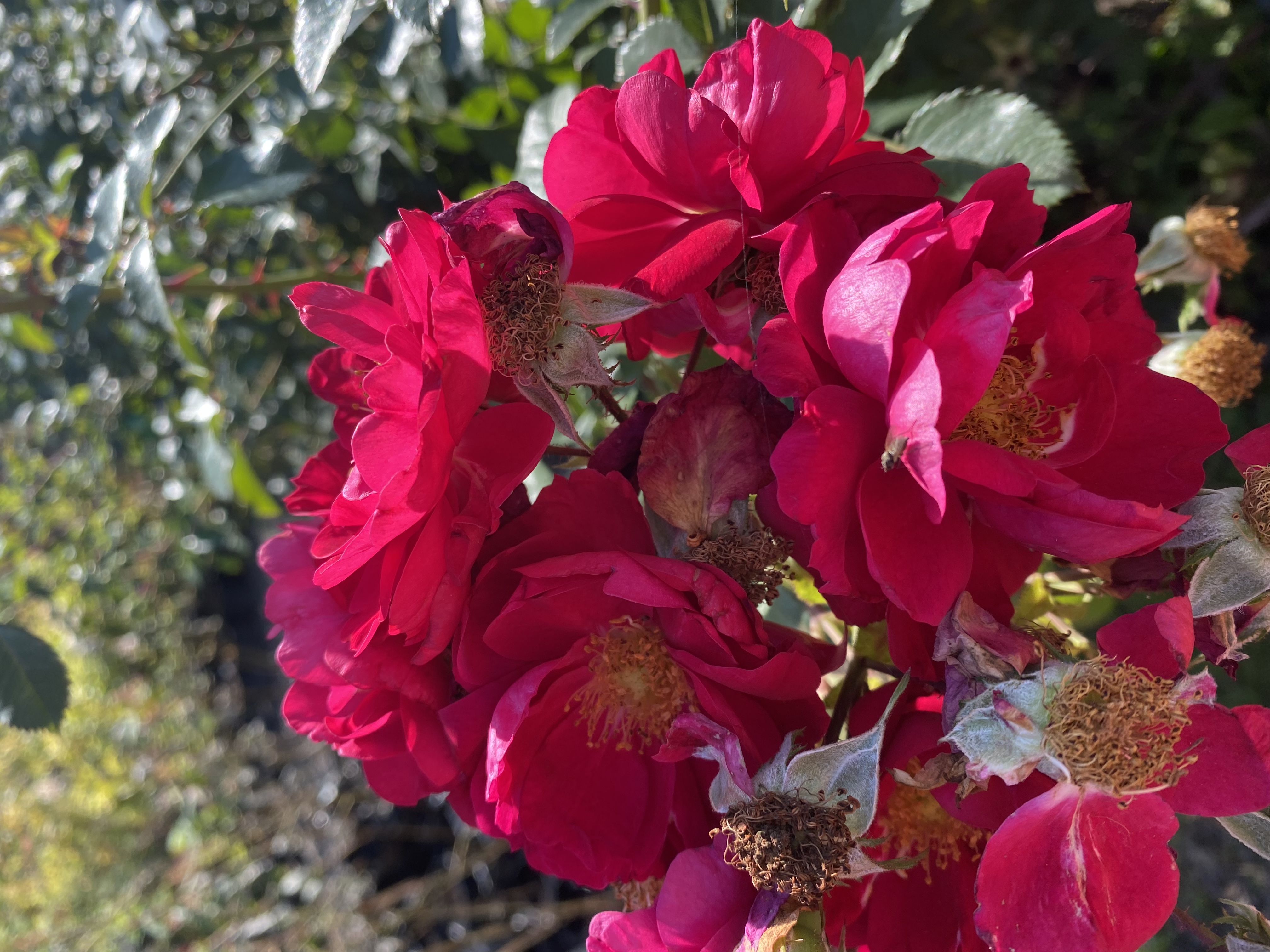 Питомник растений 