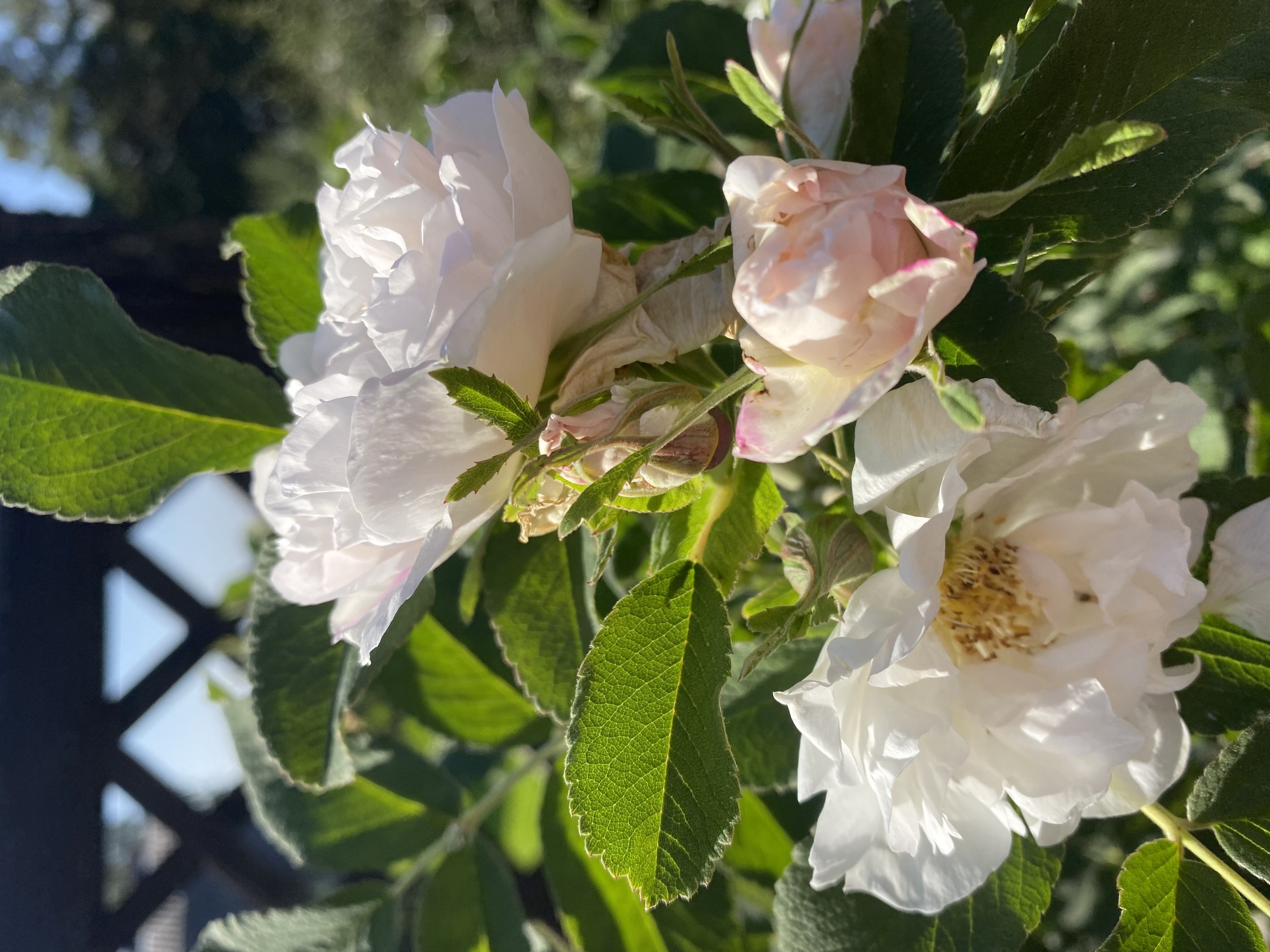 Питомник растений 