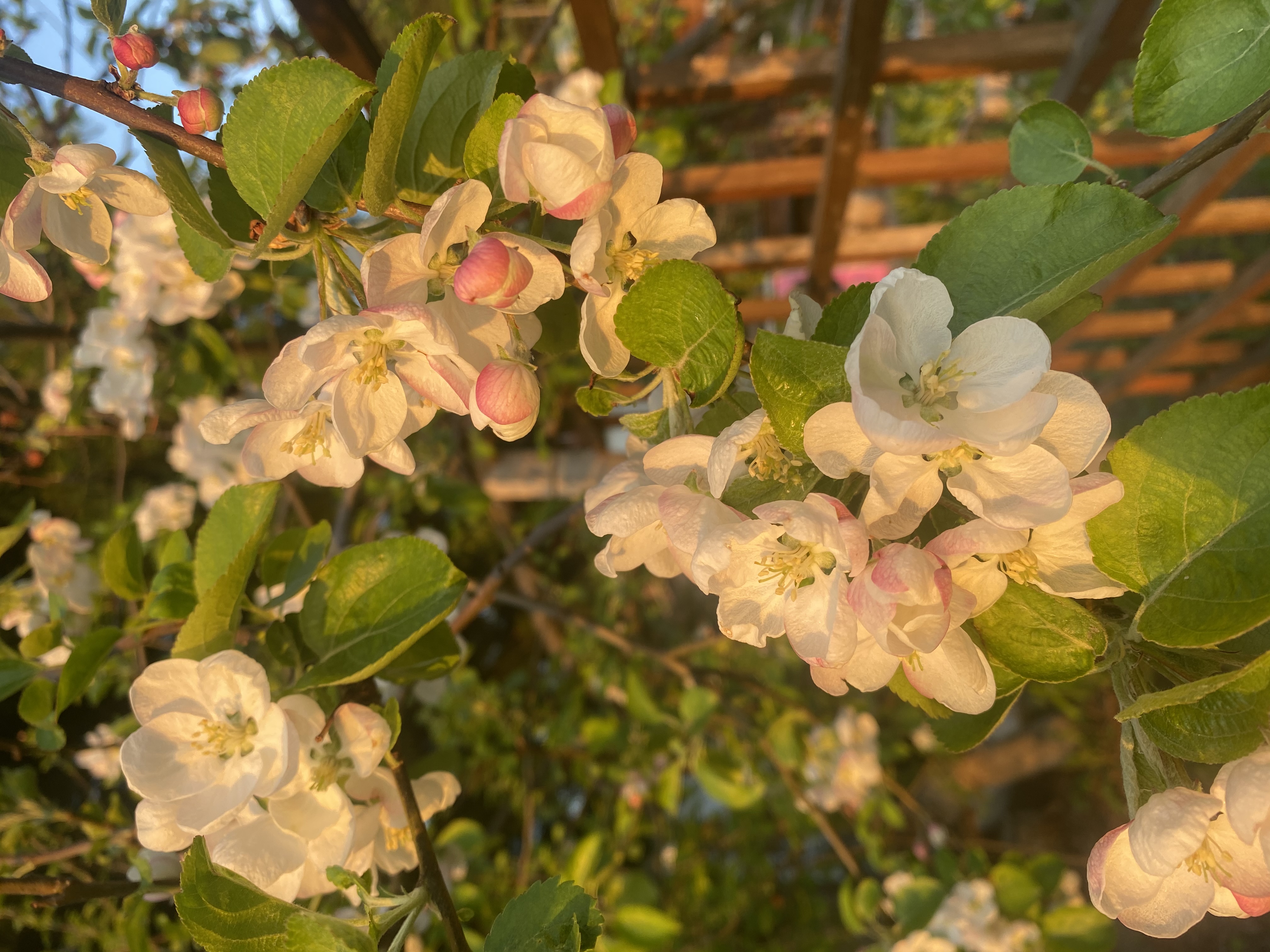 Питомник растений 