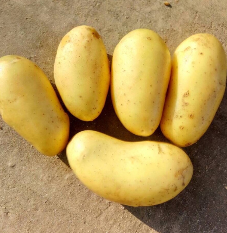 Семенной картофель