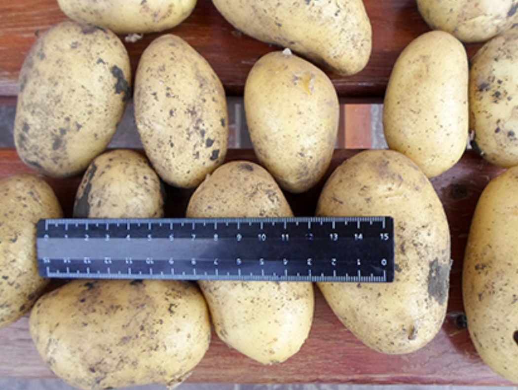 Семенной картофель