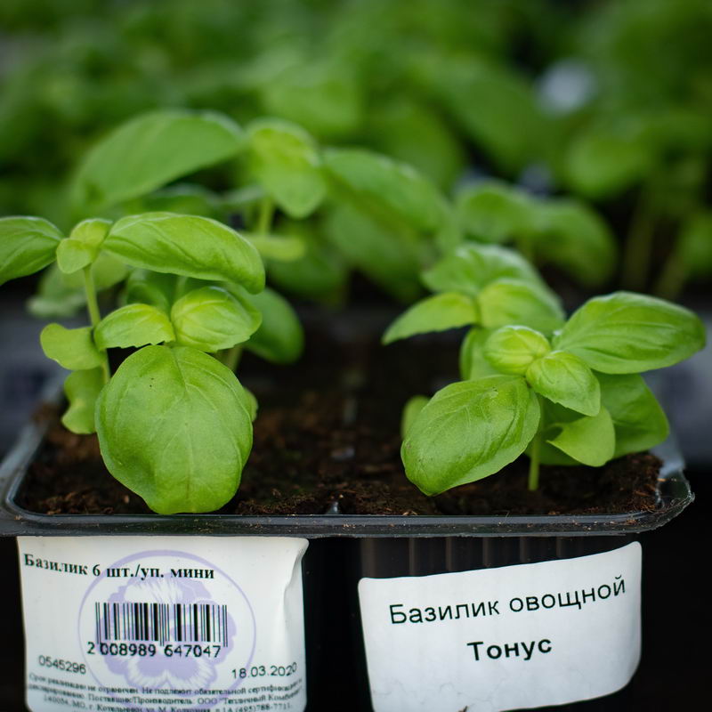 Овощная рассада в кассетах