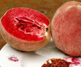 Персик крупнолистный БУРГУНДИ