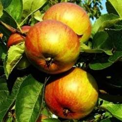 Яблони Триплоидные
