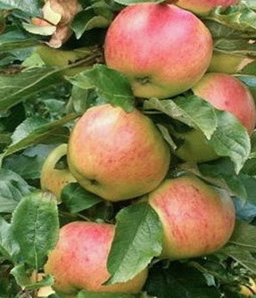 Яблони Триплоидные