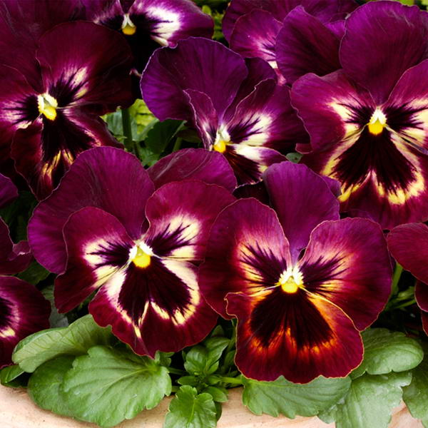 Рассада однолетних цветов в кассетах