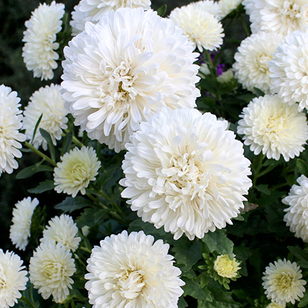 Рассада однолетних цветов в кассетах