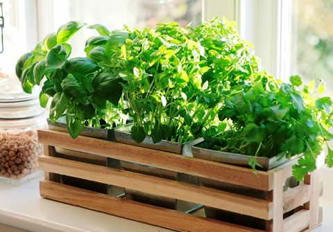 Наборы из пряных трав