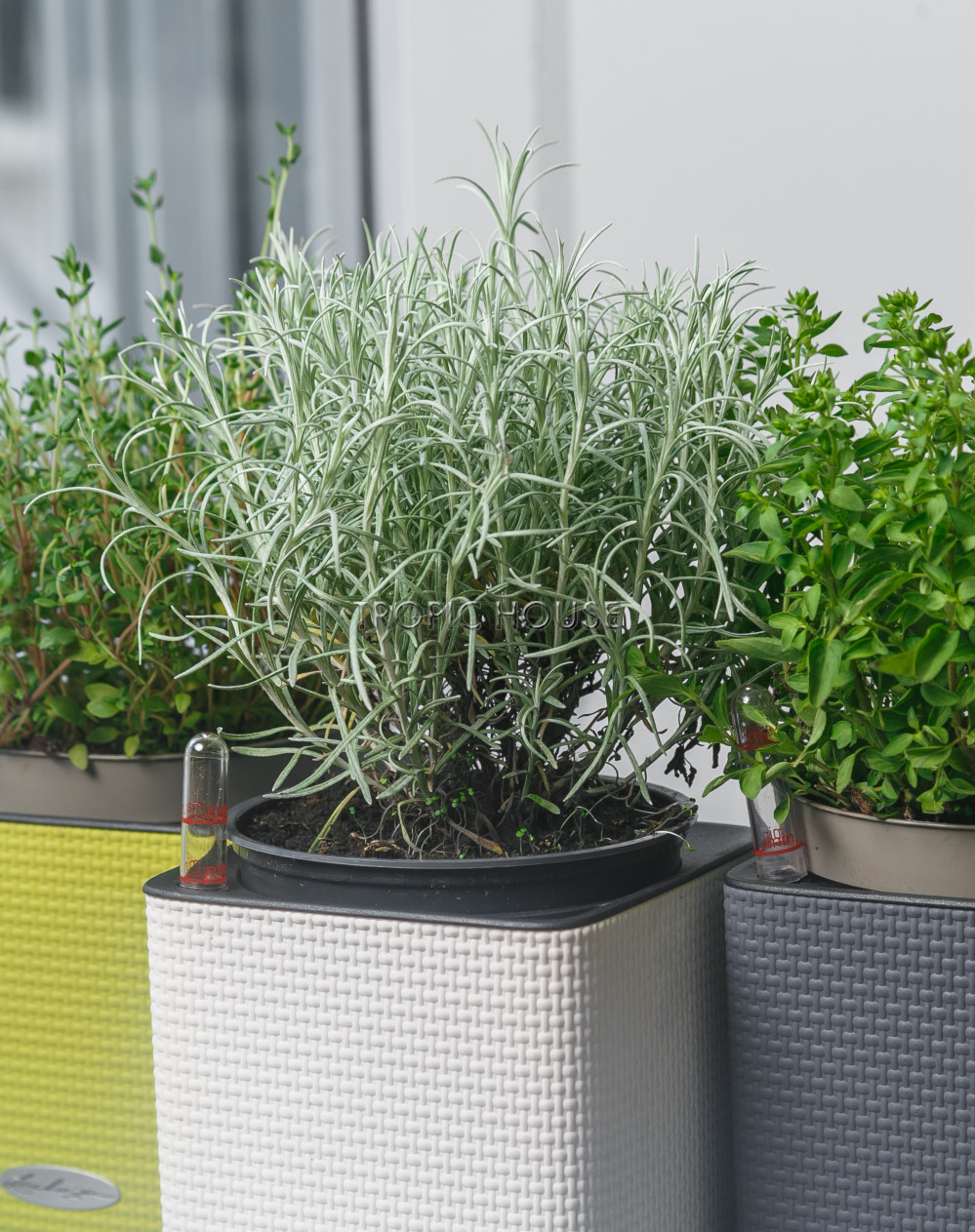 Наборы из пряных трав