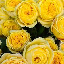 Розы в пакетах 8 литров