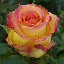 Розы в пакетах 8 литров