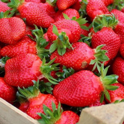 Земляника садовая