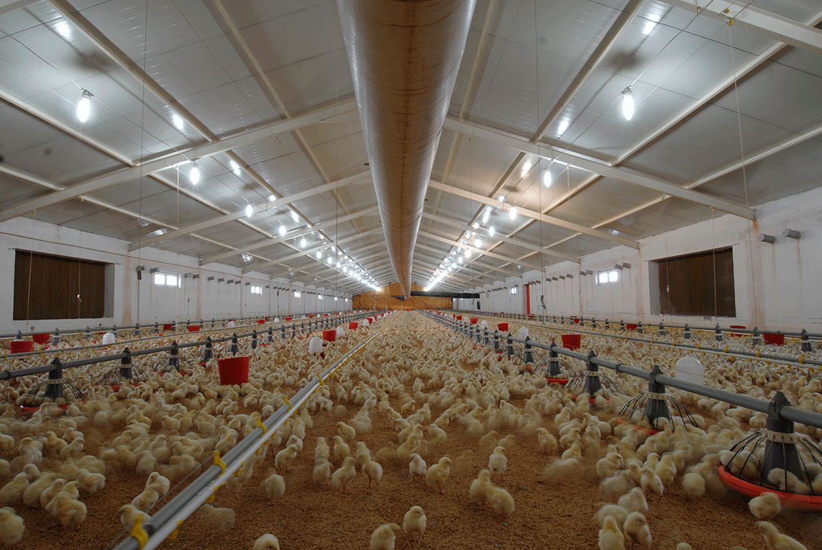 Строительство птичников, курятников