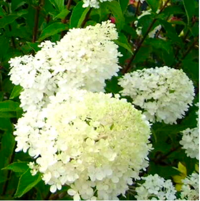 Гортензия