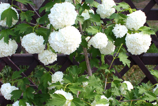 Декоративные кустарники