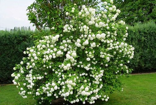 Декоративные кустарники