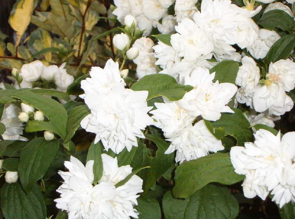 Декоративные кустарники