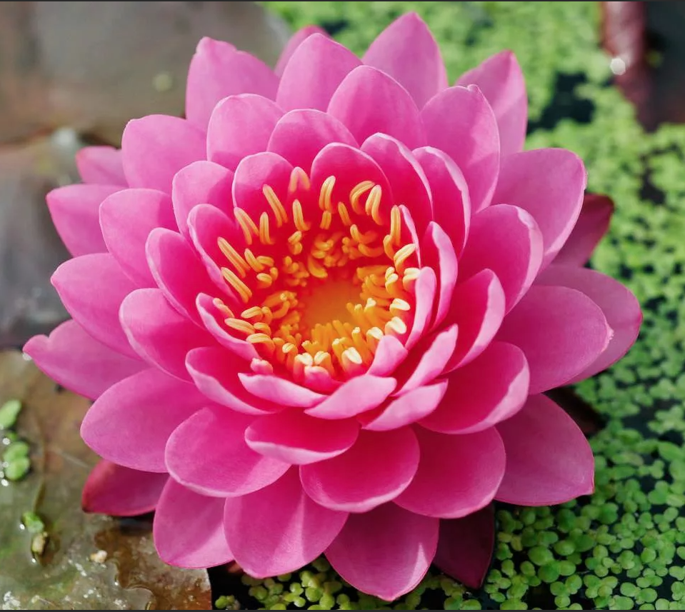 Водные растения