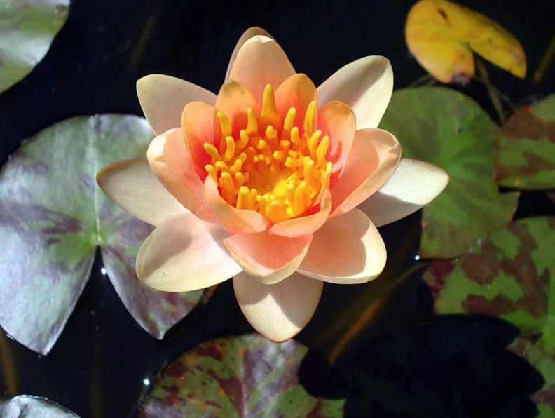 Водные растения