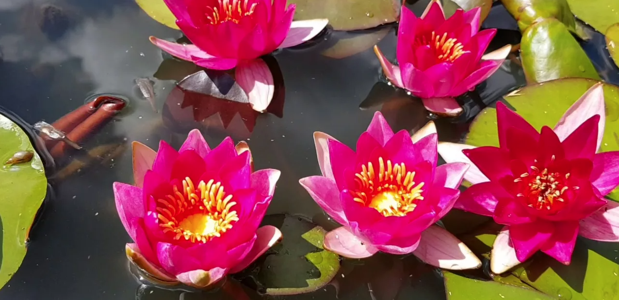 Водные растения