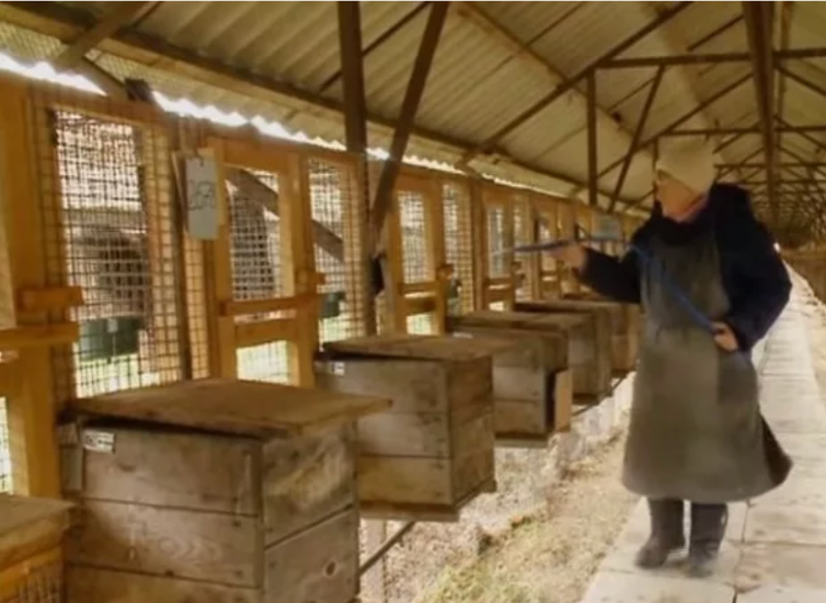 Строительство загонов